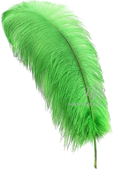 Перо страуса премиум светло-зеленое 65-75 см